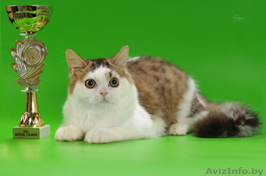 Титулованный жених для вислоухой кошечки #905654