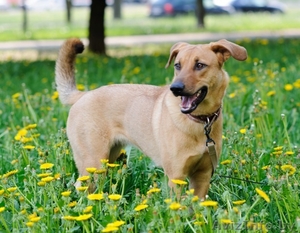 Метис русской гончей. Собака в дар #794145