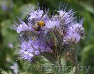 Фацелия (медонос,  сидерат,  кормовая культура) #904620