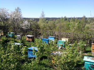 Пасека. Семьи пчел. Инвентарь пчеловода. Срочно. Недорого. #907376