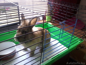 Продам кролика за разумную цену #903159