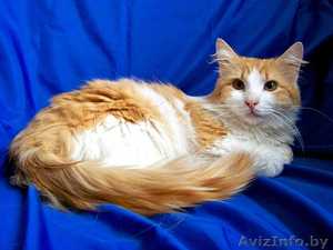 Тимоша - солнечный котик в дар #898170