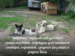 Собаки ищут дом и любящих хозяев #905923