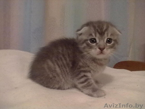 шотландская scottish fold #900339