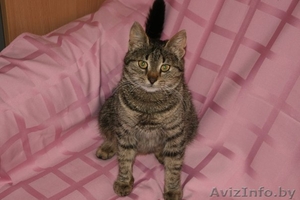  В дар кошечка Хани (в переводе с англ. 