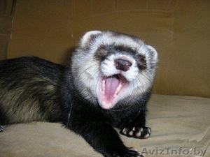 ПРОДАЕТСЯ ХАРЕК #899773