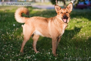 Грациозная и смелая собака Дельфинка в дар,  в добрые руки ! #895724