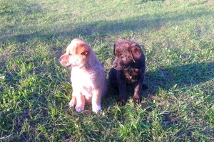 Плюшевые щенки  #893615