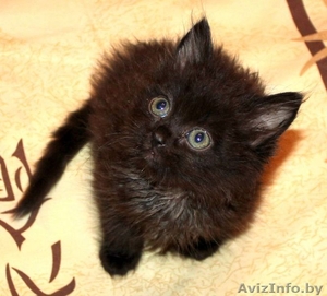 Котёнок чёрный с привкусом шоколада 1, 5 мес в дар! #904535