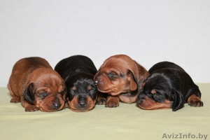 Продаются щенки  гладкошерстной такс #893281