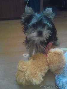 йоркширский терьер элитные родители продажа #897054