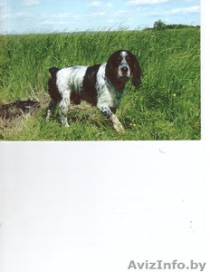 Предлагаю для вязки кобеля русского охотничьего спаниеля #895677