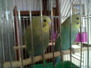 продам волнистых попугайчиков. #893215