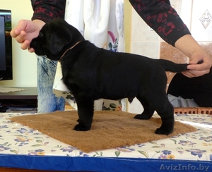 Щенки лабрадора-ретривера Родословная,  клеймо,  прививки,  дрессировка! #895952