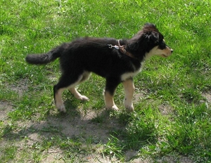 Марта ищет новый дом! #904654