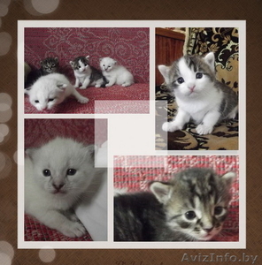 Отдам милых котят в добрые руки!!! #902232
