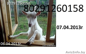 Козье молоко продаю #907995