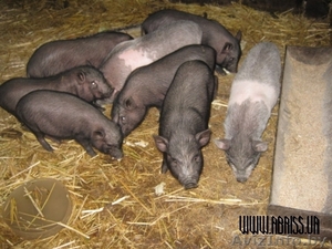 продаю поросят  #894894