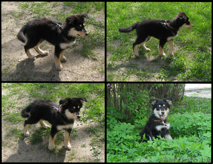 Яркая щенуля ищет новый дом! #898792