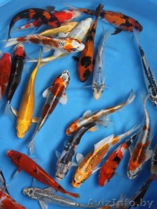 Карпы кои  от 10см. до 20см. #901057