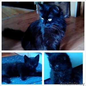 Отдам чёрных котят #900162