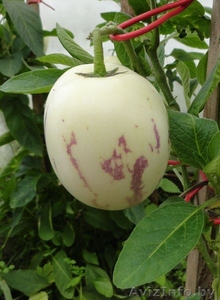 Укорененные саженцы ПЕПИНО  #894513