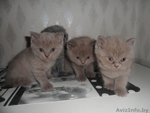 Британские котята продажа #903854