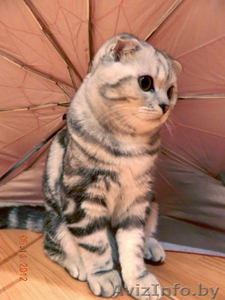 Скоттиш фолд призывает кошечек на вязку #899418