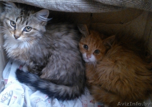 красивые котята в дар #906314