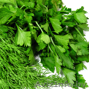 Свежая зелень! Лук,  Укроп,  Петрушка,  Кинза,  Мята,  Тархун,  Базилик,  Рукола и др. #895411