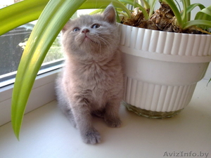 Котята Британские плюшевые малыши для души #906316