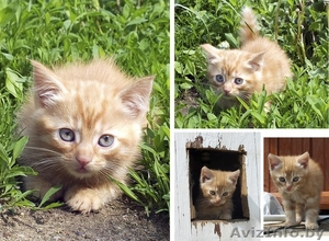 котята в самые добрые руки:) их у нас семеро) #911363