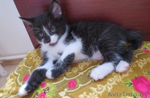 Дарю очаровательных котят,  приученных к лотку #910369