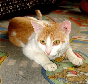 молоденький кот ищет дом #921347