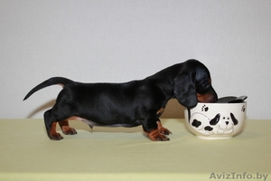 Продаются щенки  миниатюрной  гладкошерстной таксы  #908384