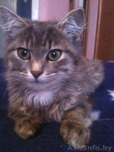 Молодой кошечке срочно нужна передержка #909766