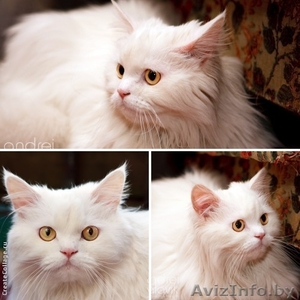 Белоснежный большой перс  - много пушистого счастья в дар! #911820