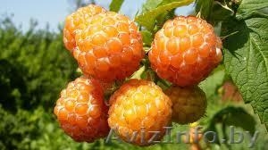 КФХ Сад Помолейко А.В. #896449