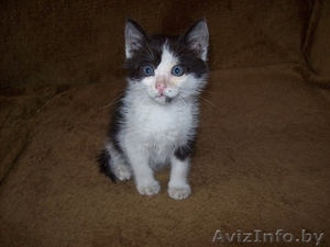 Милые котята ищут хозяев #912367