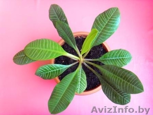 Молочай беложильчатый (euphorbia leuconeura) #908497