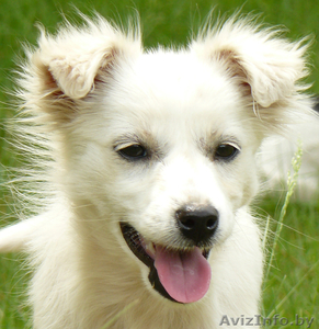 Отдам щенка в дар в добрые руки #911191