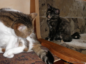 Ушасто-глазастое чудо в добрые руки! #921593