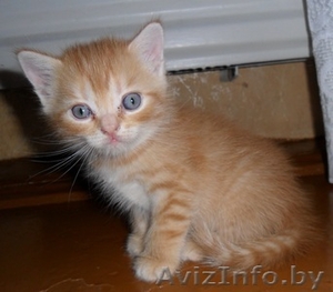 Британские скотиш страйт и фолд #918482