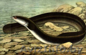 Угорь,  судак, лещ,  и др. рыба с/м #919059