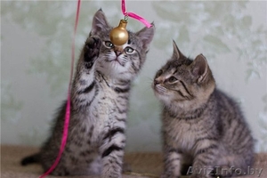 Котята,  очаровательные комочки в дар! #916273