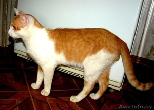 Отдам в дар котенка!!! #916729