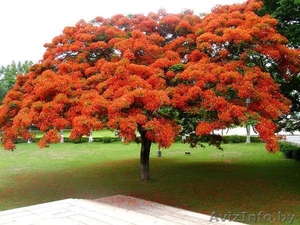 Делоникс королевский #931619