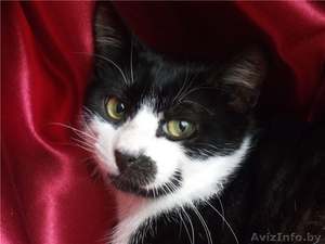 Молоденький котик Витас в дар ,  в добрые руки! #925753