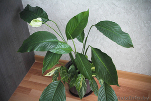 Спатифиллумы (2 вида продаются вместе) #922163