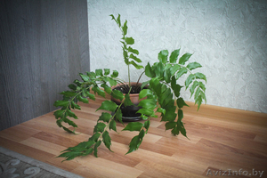 Циртомиум серповидный #922167